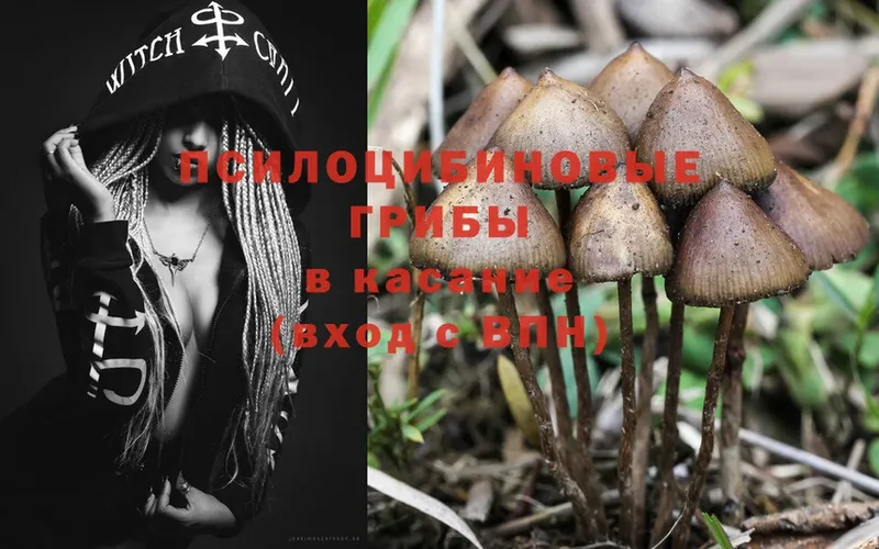 купить   Мглин  Псилоцибиновые грибы Magic Shrooms 